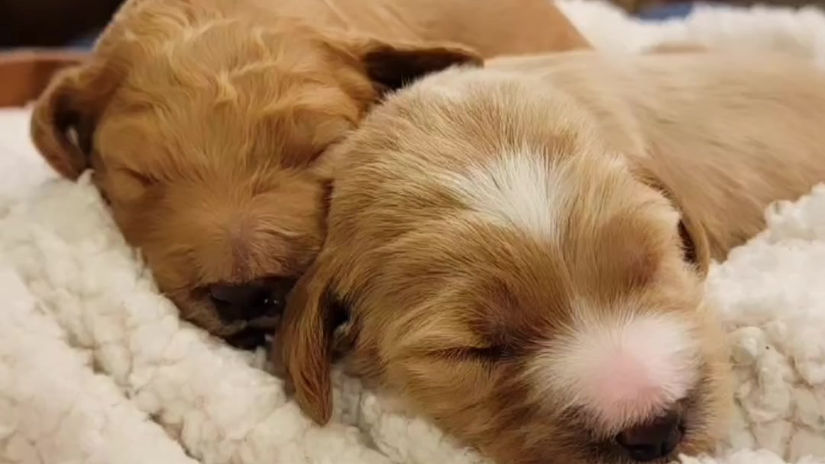 Napping Cuties